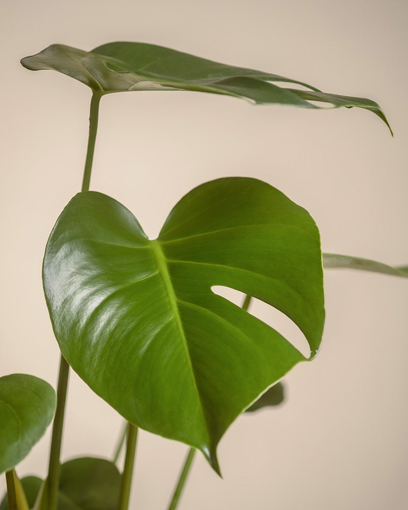 Detailaufnahme mehrerer Blätter einer großen Monstera