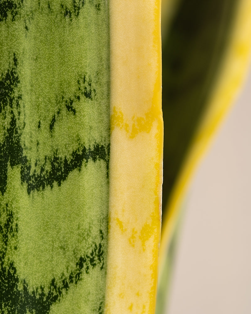 Nahaufnahme eines Blattes der Großen Schwiegermutterzunge, hervorgehoben durch buntes Grün mit gelbem Rand auf hellem Hintergrund. Die glatte Textur und die lebendigen Farben lassen diese Sansevieria XL-Pflanze wirklich hervorstechen.