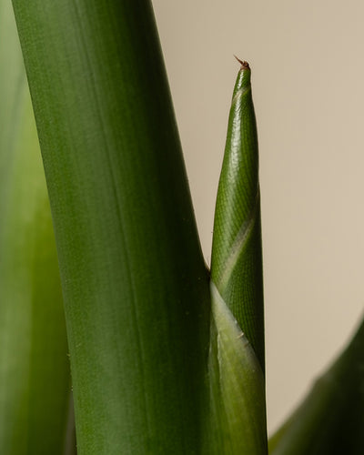 Detailaufnahme einer großen Strelitzie (auch Strelitzia nicolai, Natal-Strelitzie, White Bird of Paradise oder Natal Wild Banana genannt)