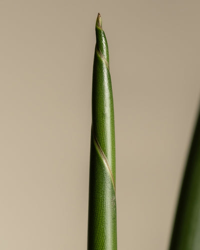 Detailaufnahme einer großen Strelitzie (auch Strelitzia nicolai, Natal-Strelitzie, White Bird of Paradise oder Natal Wild Banana genannt)