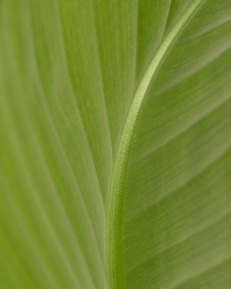 Detailaufnahme eines grünen Blattes einer großen Strelitzie (auch Strelitzia nicolai, Natal-Strelitzie, White Bird of Paradise oder Natal Wild Banana genannt)