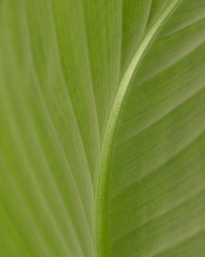 Detailaufnahme eines grünen Blattes einer großen Strelitzie (auch Strelitzia nicolai, Natal-Strelitzie, White Bird of Paradise oder Natal Wild Banana genannt)