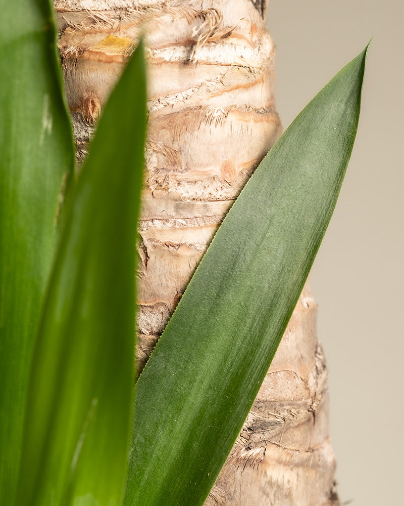 Groe Yucca