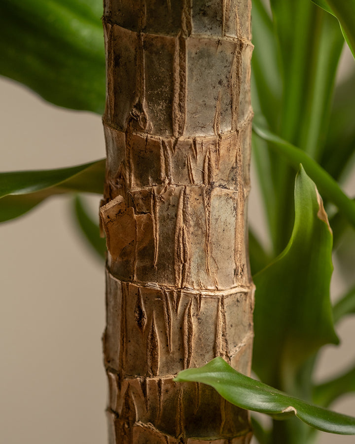 philodendron florida ghost variegata Philodendron Florida Ghost 4
