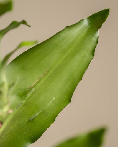 Diese Detailaufnahme zeigt ein grünes Blatt eines großen Drachenbaums (auch Dracaena fragrans, duftender Drachenbaum oder Cornstalk Dracaena genannt).