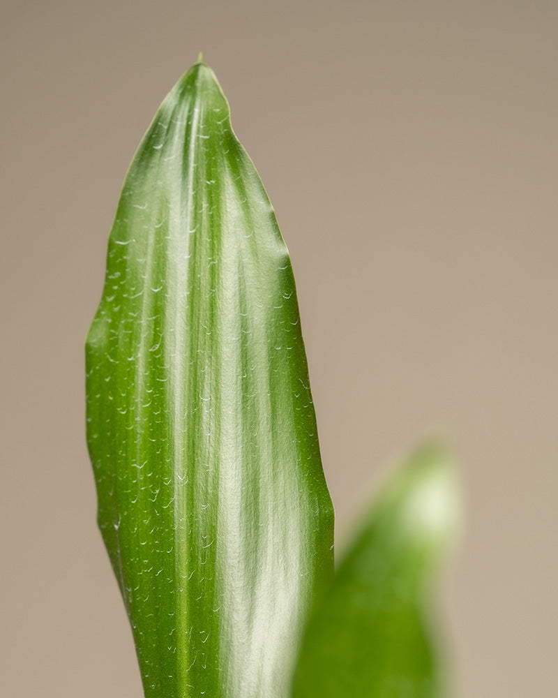 Detailaufnahme eines grünen Blatts eines großen Drachenbaums (auch Dracaena fragrans, duftender Drachenbaum oder Cornstalk Dracaena genannt)