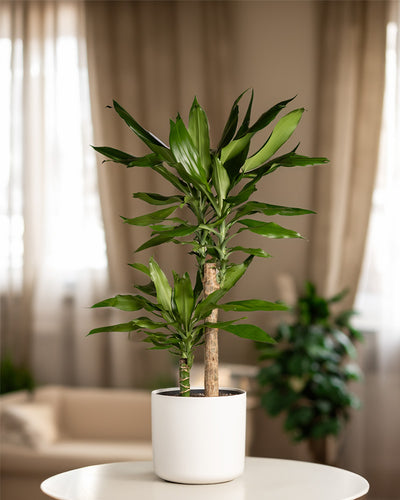 Ein großer Drachenbaum (auch Dracaena fragrans, duftender Drachenbaum oder Cornstalk Dracaena genannt) steht auf einem weißen Tisch in einem gemütlichen Wohnzimmer.