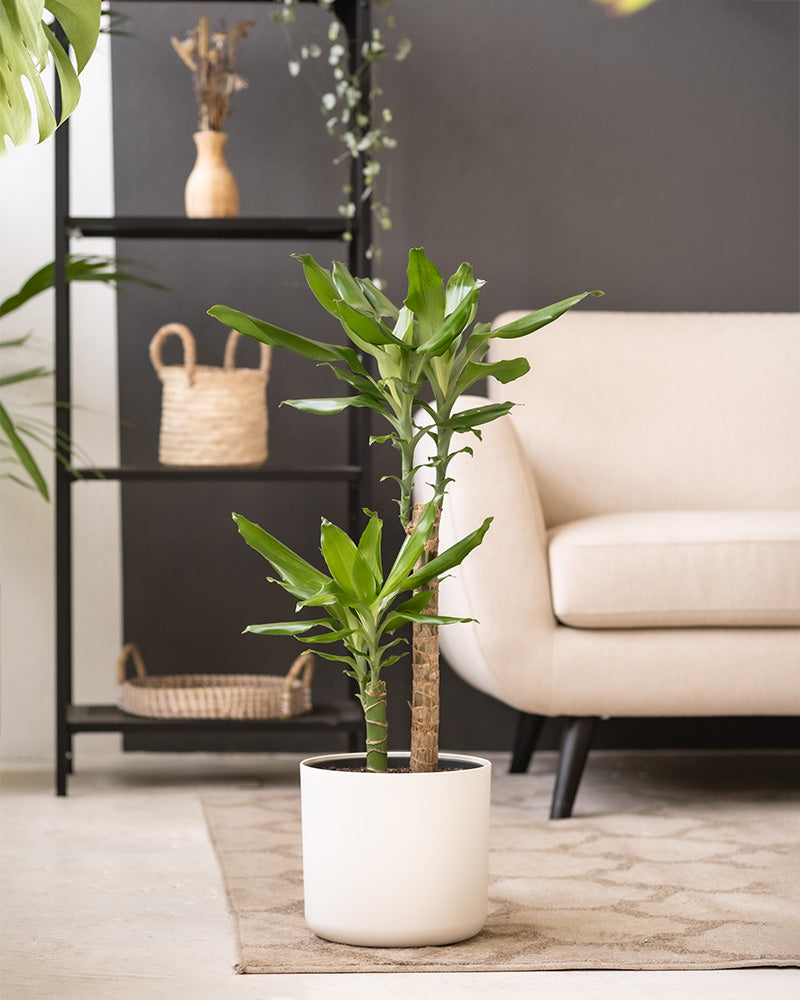 Ein großer Drachenbaum (auch Dracaena fragrans, duftender Drachenbaum oder Cornstalk Dracaena genannt) in einem weißen Soft-Topf aus Kunststoff steht in einem stilvoll möblierten Wohnzimmer.