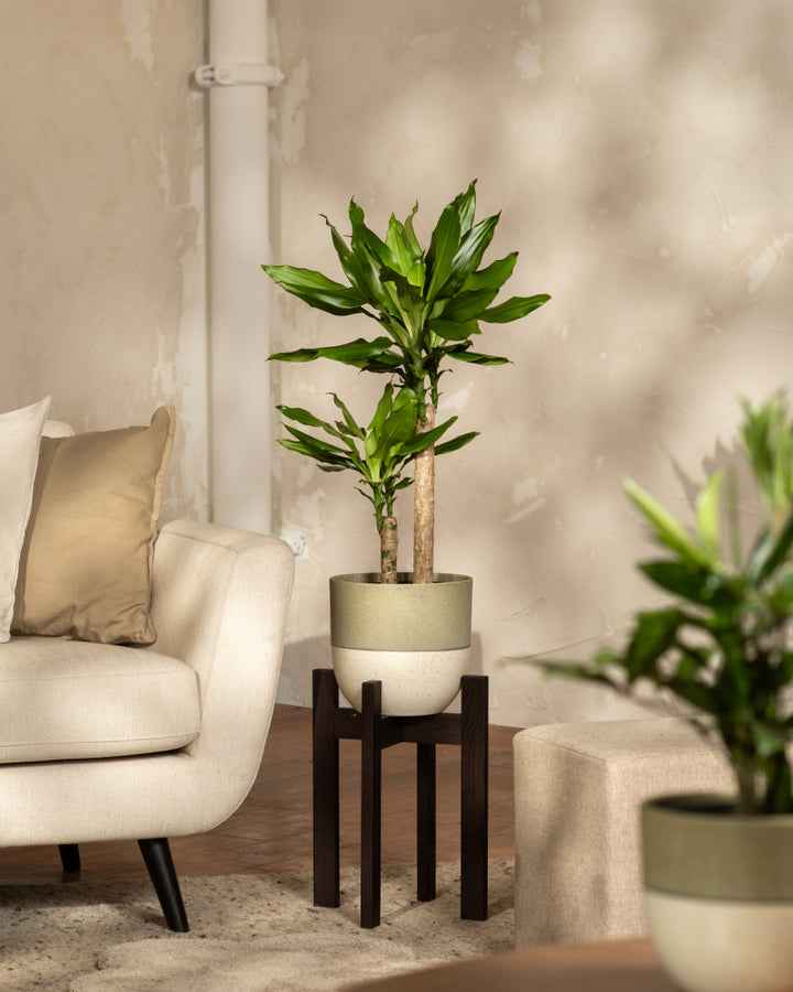 Großer Drachenbaum 🐉 | Dracaena fragrans