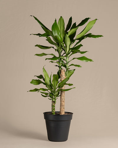 Ein großer Drachenbaum (auch Dracaena fragrans, duftender Drachenbaum oder Cornstalk Dracaena genannt) in einem schwarzen Innentopf ohne Übertopf