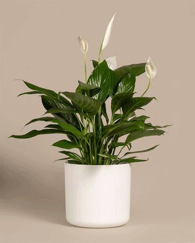 Ein großes Einblatt (auch Spathiphyllum wallisii, Friedenslilie, Blattfahne, Scheidenblatt, Peace Lily oder White Sail Plant genannt) in verschiedenen Soft-Töpfen aus Kunststoff in den Farben Weiß und Anthrazit