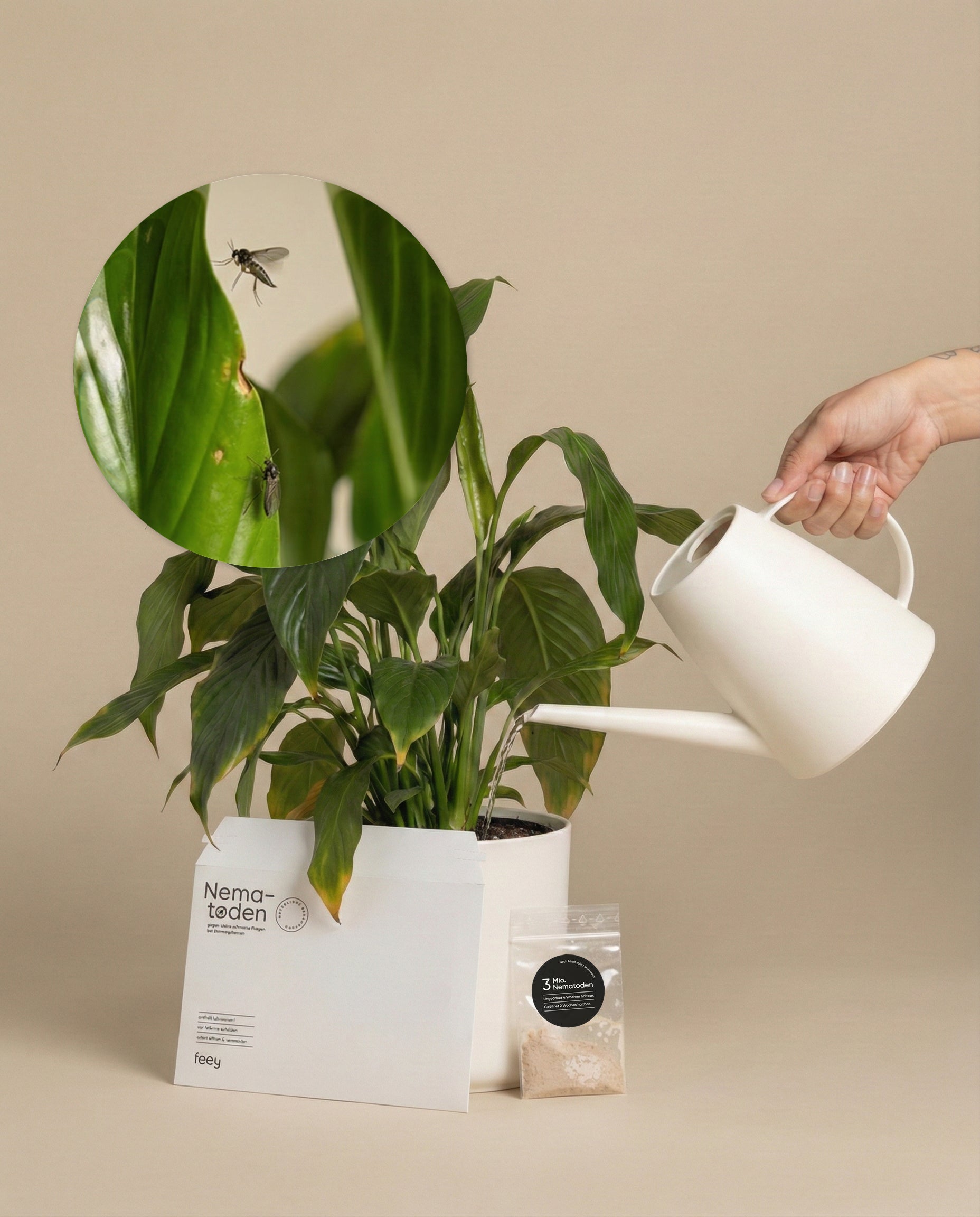 Eine Hand gießt eine grüne Zimmerpflanze mit einer weißen Kanne. Eine Nahaufnahme zeigt zwei Trauermücken auf einem Blatt. Davor steht eine weiße Dose mit der Aufschrift 