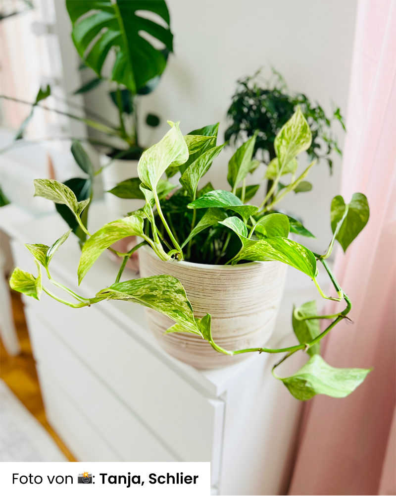 Foto von Kundin: große Efeutute Marble Queen auf Komode