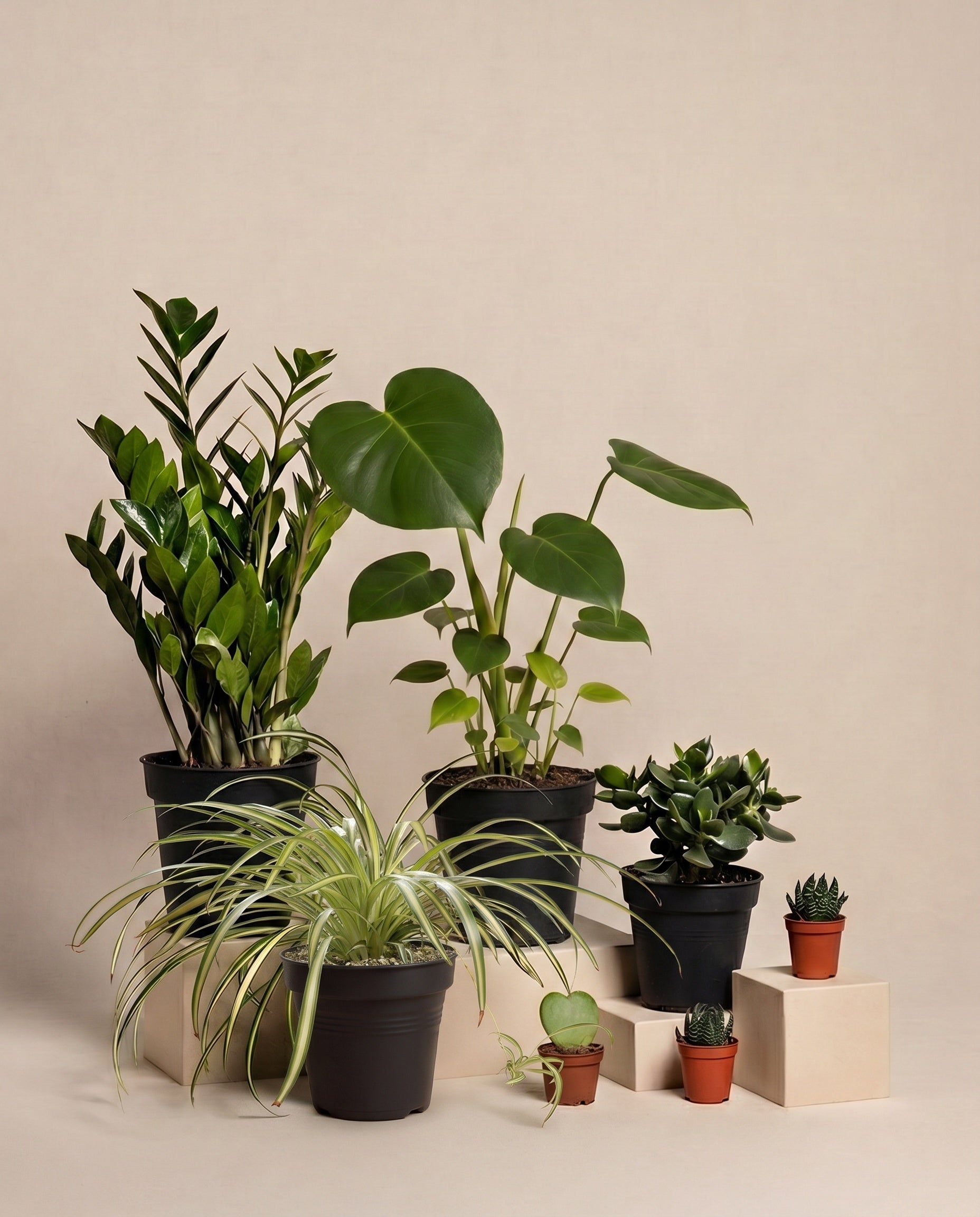Das Homeoffice Pflanzen-Set ohne Übertopf: Glücksfeder, Monstera, Geldbaum und eine Grünlilie 'Atlantic' mit breiten cremeweißen Blattstreifen in schwarzen Anzuchttöpfen, dazu drei Babypflanzen in Terrakottatöpfchen auf beigen Podesten.