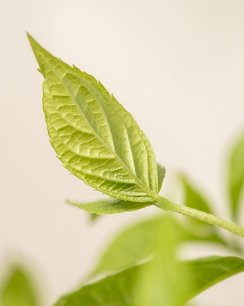 Eine Nahaufnahme eines einzelnen Blattes der Grünen Rispenhortensie mit sichtbaren Adern und definierten Rändern vor einem weichen, hellen Hintergrund. In der Ferne sind weitere unscharfe Blätter der Kleinen Linde zu sehen.