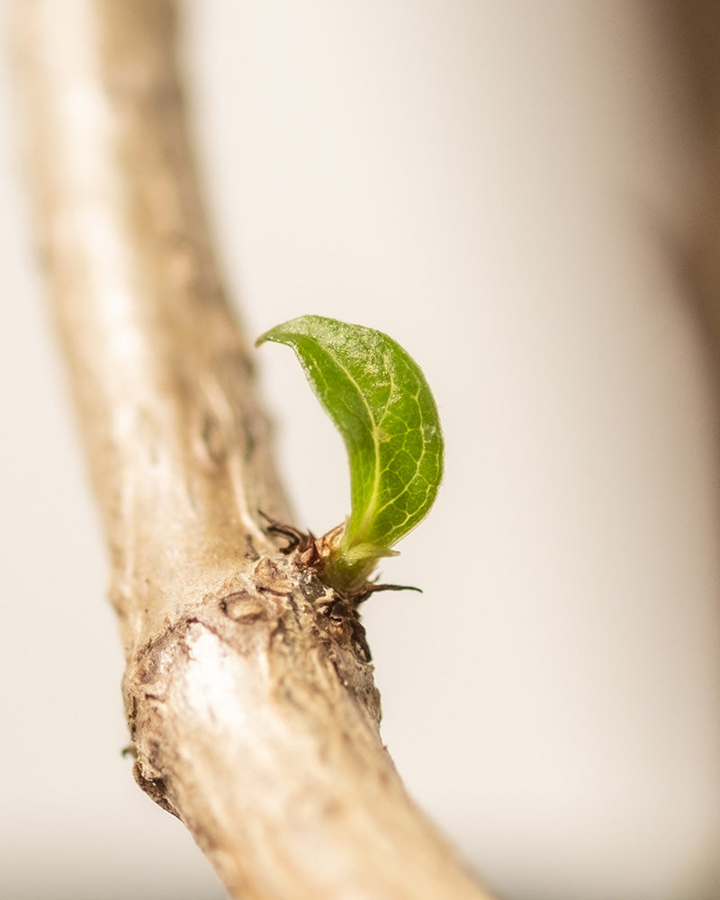 Eine Nahaufnahme eines kleinen grünen Blattes, das aus dem Stiel einer Grünen Rispenhortensie sprießt und neues Wachstum symbolisiert. Der sanft verschwommene Hintergrund hebt das frische Blatt und den Stiel hervor.