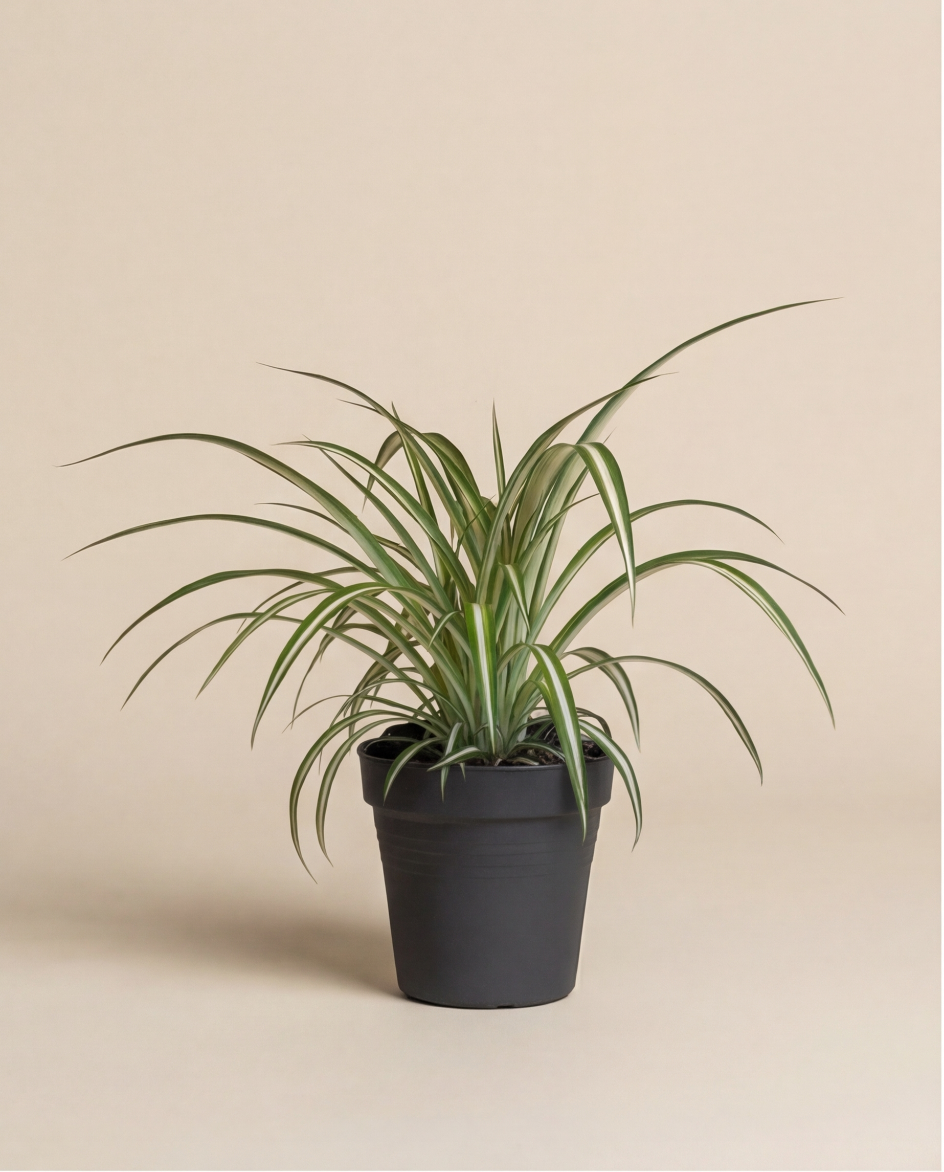 Eine Grünlilie mit langen grünen Blättern, die weiß umrandet sind, wächst in einem einfachen schwarzen Topf vor einem schlichten beigen Hintergrund.