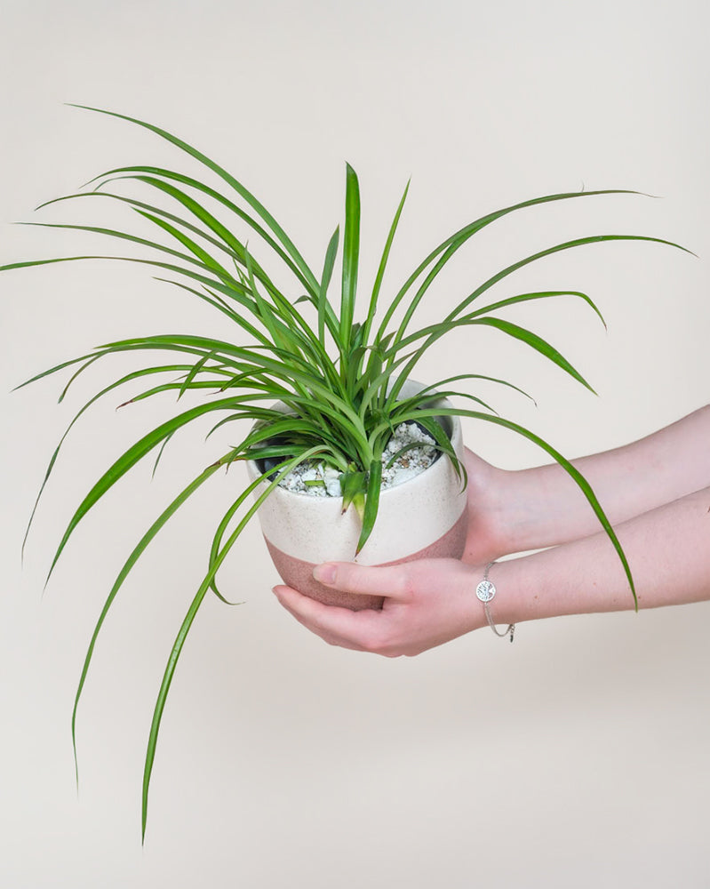 Eine Person hält eine pflegeleichte, tierfreundliche Grüne Grünlilie in einem weiß-hellbraunen Keramiktopf, deren leuchtend grüne Blätter sich von einem schlichten hellen Hintergrund abheben.