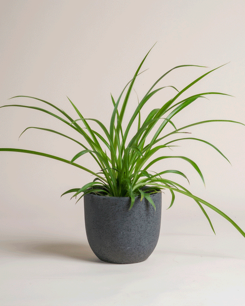 Die Grüne Grünlilie - feey mit langen, geschwungenen Blättern steht in einem schlichten, dunkelgrauen Topf vor hellem Hintergrund.
