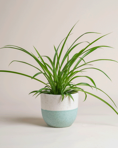 Die Grüne Grünlilie - feey kommt im weiß-blauen Keramiktopf, ist pflegeleicht, tierfreundlich und mit ihren langen, eleganten Blättern ein echtes Highlight für jedes Zuhause mit hellem Hintergrund.
