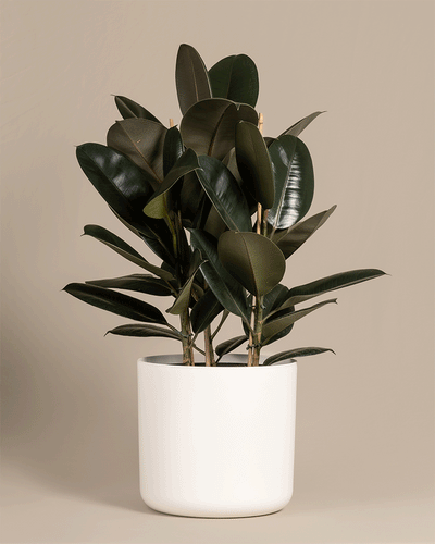 Ein Gummibaum XL (auch Ficus elastica 'Abidjan', Indischer Kautschukbaum, Rubber Tree, Rubber Fig oder Rubber Plant genannt) in 'Soft' Töpfen in den Farben Weiß und Anthrazit