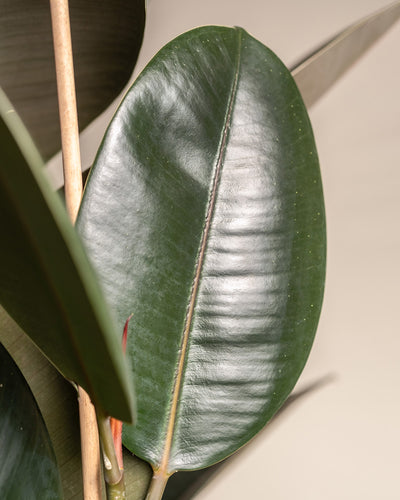Detailaufnahme eines Blattes eines Gummibaums XL (auch Ficus elastica 'Abidjan', Indischer Kautschukbaum, Rubber Tree, Rubber Fig oder Rubber Plant genannt)