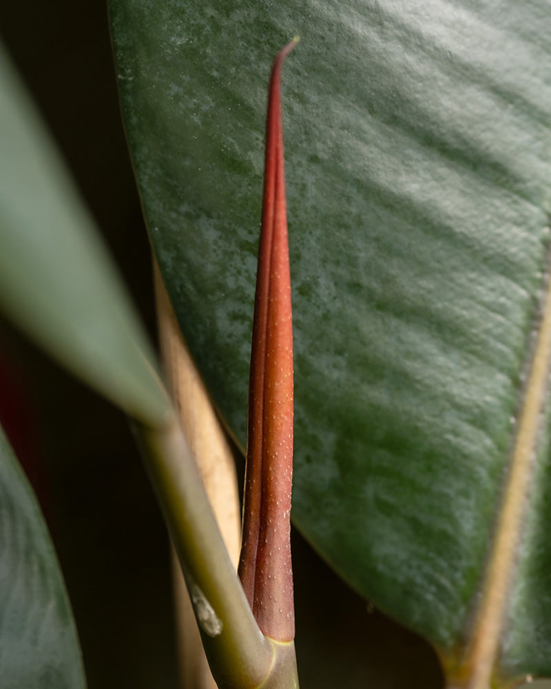 Detailaufnahme eines Gummibaums XL (auch Ficus elastica 'Abidjan', Indischer Kautschukbaum, Rubber Tree, Rubber Fig oder Rubber Plant genannt)