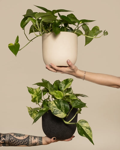 Hänger-Duo Efeututen mit einer großen Efeutute (auch Epipremnum aureum, Pothos, Devil's Ivy oder Taro Vine genannt) und einer großen Efeutute Marble Queen (auch Epipremnum pinnatum 'Marble Queen' genannt)