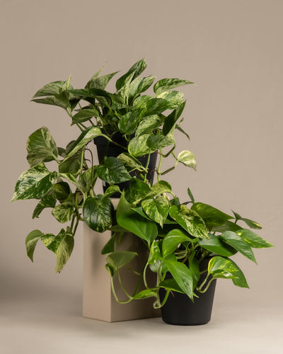 Hänger-Duo Efeututen mit einer großen Efeutute (auch Epipremnum aureum, Pothos, Devil's Ivy oder Taro Vine genannt) und einer großen Efeutute Marble Queen (auch Epipremnum pinnatum 'Marble Queen' genannt) in schwarzen Innentöpfen ohne Übertöpfe