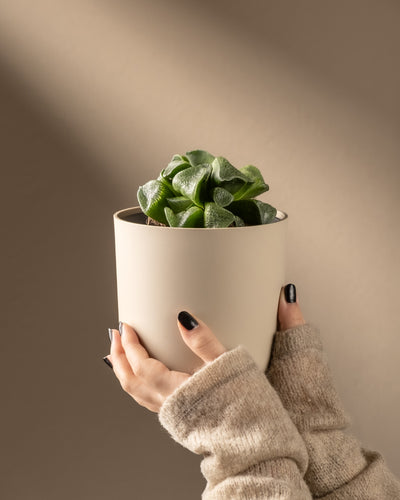 Hände in einem beigen Pullover halten einen hellen Topf mit einer Sukkulente vom Typ Haworthia retusa in limitierter Auflage, vor einem neutralen Hintergrund mit sanfter Beleuchtung.