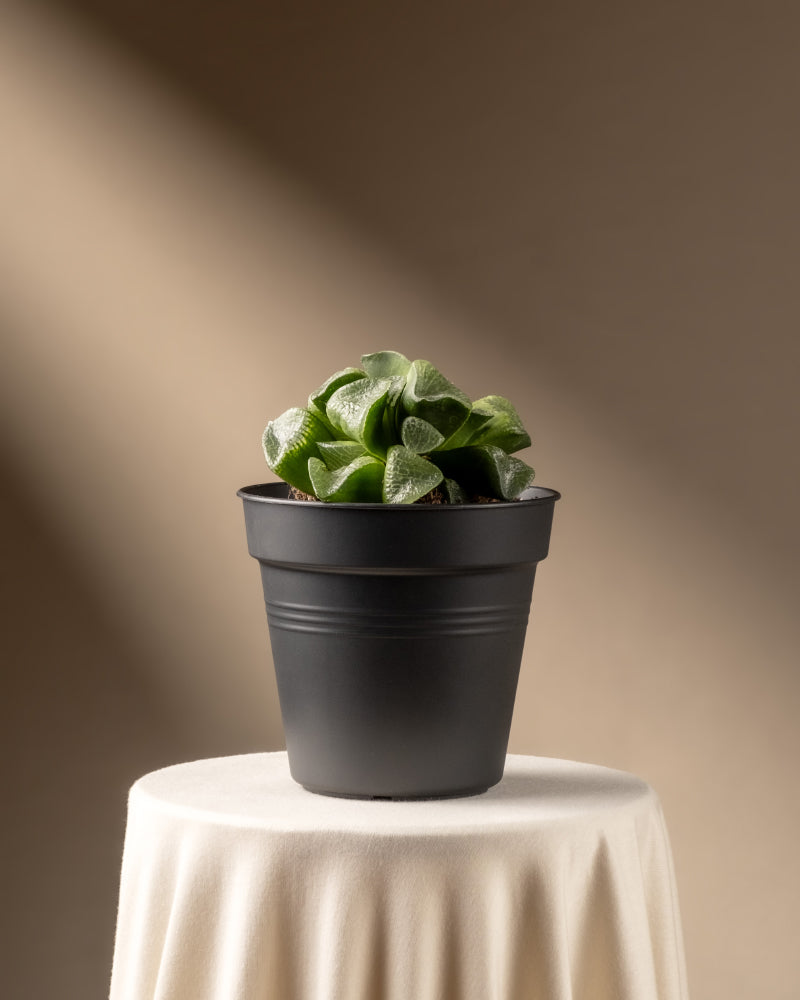 Eine limitierte Auflage einer Haworthia retusa in einem schwarzen Topf schmückt einen runden, cremefarbenen Tisch mit Tischdecke. Weiches Tageslicht von links hebt die Pflanze hervor und erzeugt sanfte Schatten vor dem beigen Hintergrund.