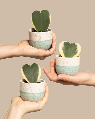 Drei Hände halten zart kleine Keramiktöpfe mit herzförmigen Hoya kerrii variegata, genannt Herzblatt-Trio panaschiert. Das gesprenkelte weiß-blaugrüne Design betont die anmutigen Blätter. Jede Pflanze ist bezaubernde 10 cm groß und steht vor einem schlichten beigen Hintergrund.