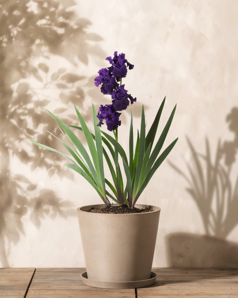 Eine Iris (violett) mit hohen grünen Blättern und leuchtend violetten Blüten steht auf einer Holzoberfläche und wirft weiche Schatten auf die beige Wand dahinter, was Sonnenlicht suggeriert.