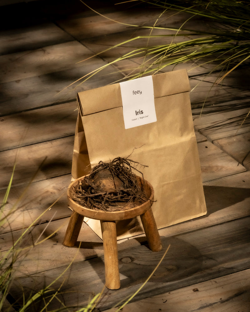 Ein kleiner Holzhocker stützt einen Pflanzenwurzelballen neben einer braunen Papiertüte mit der Aufschrift „Feey Iris (violett)“ auf einem Holzdeck. Sonnenlicht wirft weiche Schatten, hebt Grashalme hervor und rahmt die Szene neben einer nahegelegenen Calla ein.