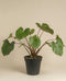 Homalomena Maggy