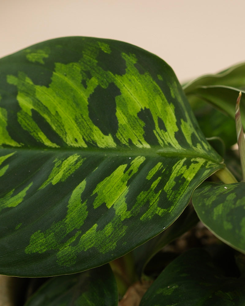 Die Nahaufnahme eines großen Blattes von Homalomena 'Camouflage - feey' zeigt die auffälligen lindgrünen Flecken und dunkelgrünen Ränder, die die einzigartige Panaschierung und das charakteristische Blattmuster der Pflanze hervorheben.