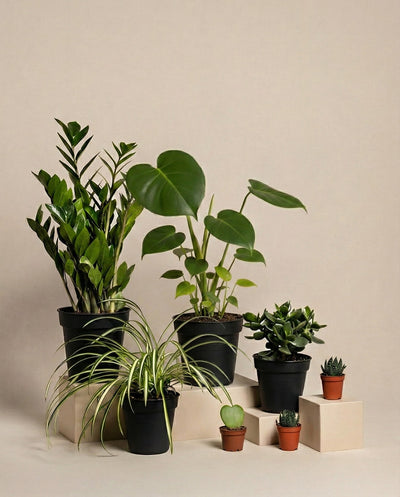 Homeoffice Pflanzen-Set