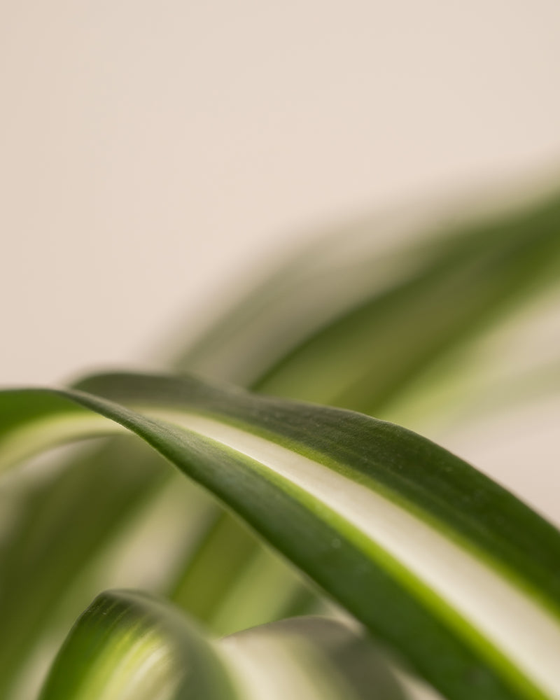 Nahaufnahme geschwungener, weiss-grün gestreifter Grünlilien-Blätter aus dem Homeoffice Pflanzen-Set vor einem hellen, unscharfen Hintergrund.