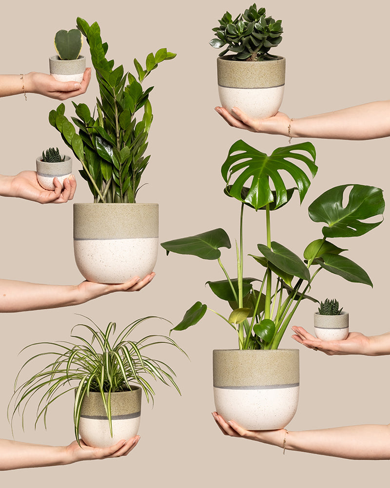 Sechs Hände halten das Homeoffice Pflanzen-Set in cremefarbenen Keramiktöpfen: Glücksfeder, eine Monstera mit gefensterten Blättern, Geldbaum, eine Grünlilie mit weiss-grün gestreiften Blättern sowie drei kleine Babypflanzen vor beigem Hintergrund.