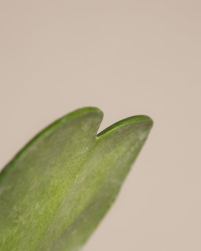 Ein einzelnes grünes Blatt aus einem „Trio für den farblosen Daumen“ weist eine glatte Textur, eine leichte Krümmung und eine Spitzenkerbe auf, vor einem schlichten hellen Hintergrund.
