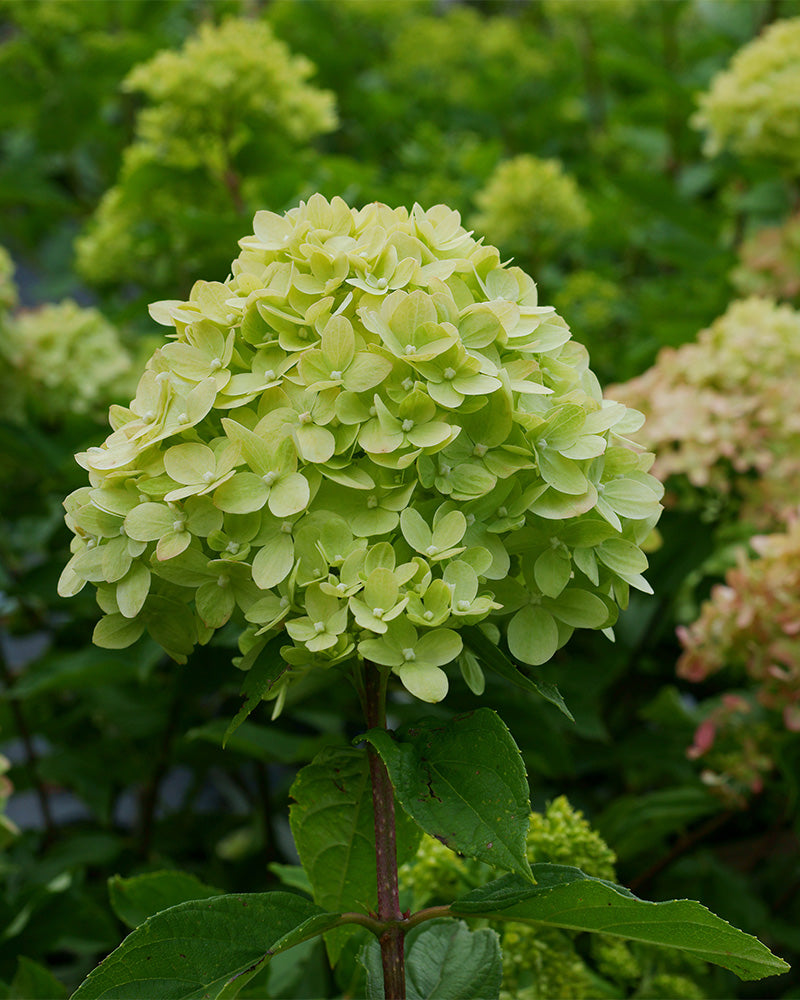 Nahaufnahme einer Grünen Rispenhortensie mit blassgrünen Blütenblättern, umgeben von üppigen grünen Blättern und zart verschwommenen Hortensienblüten im Hintergrund.