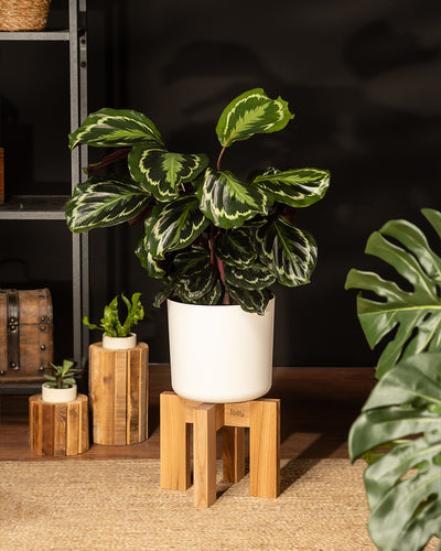 Große Calathea Roseopicta