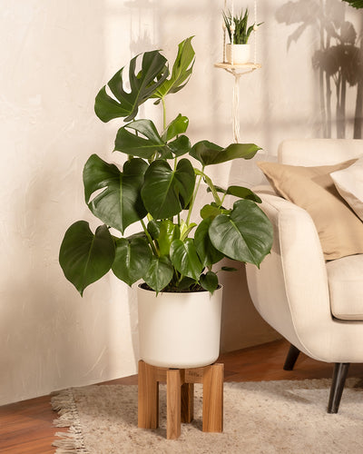 Große Monstera