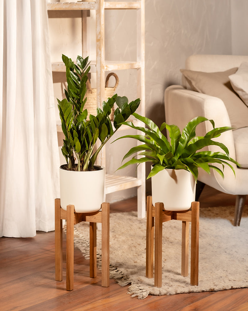Glücksfeder | Zamioculcas zamiifolia