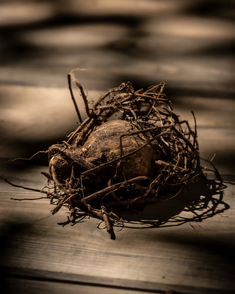 Eine Kartoffel mit trockenen, verworrenen Wurzeln liegt auf einer strukturierten Holzoberfläche. Sonnenlicht wirft dramatische Schatten und hebt die raue Schale und die komplexen rhizomartigen Wurzeln der Kartoffel hervor. Dadurch entsteht eine rustikale und organische Atmosphäre, die an den geheimnisvollen Reiz einer Iris (Veilchen) erinnert.