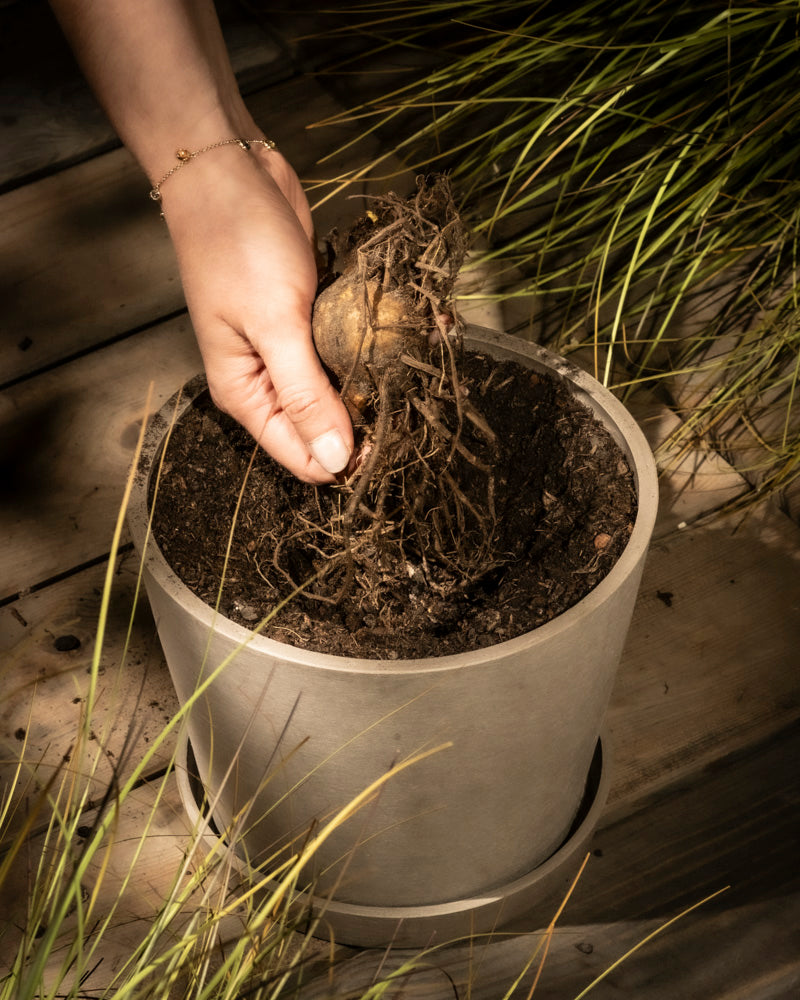 Eine Hand mit einem Armband pflanzt eine Iriszwiebel (Veilchen) mit Wurzeln in einen grauen Topf voller Erde im Freien auf einer Holzfläche, umgeben von hohem Gras, warm beleuchtet, um die Gartenarbeit hervorzuheben.