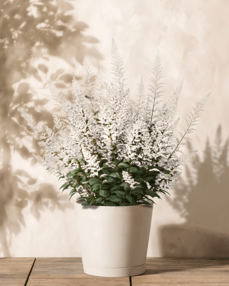 Eine Astilbe (weiß) mit federleichten, zarten Blüten und grünen Blättern steht in einem weißen Topf auf einer Holzfläche vor einer hellen Wand und wirft sanfte Schatten.