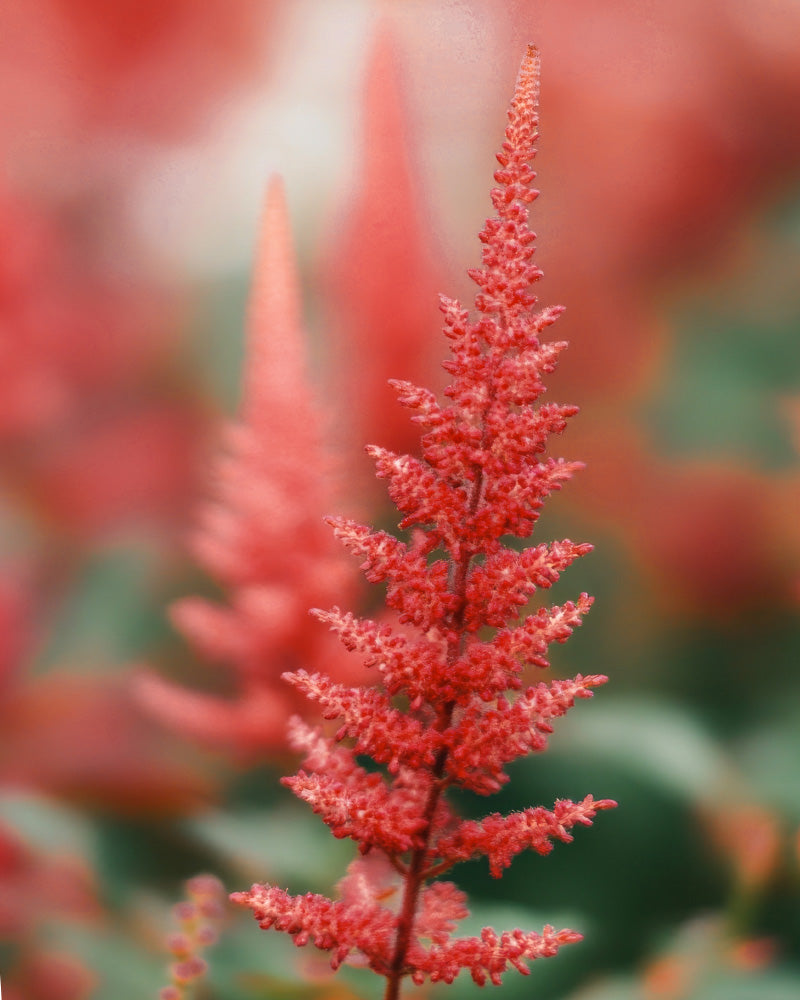 Nahaufnahme der leuchtend roten Astilbe (rosa) in voller Blüte vor einem unscharfen Hintergrund, der andere rote Blüten und grünes Laub hervorhebt. Ihre filigranen, federähnlichen Federn heben sich vom unscharfen Hintergrund ab und erzeugen eine ätherische Atmosphäre. Diese Winterhart-Sorte verzaubert jeden Garten.