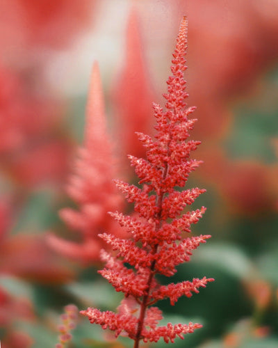 Nahaufnahme der leuchtend roten Astilbe (rosa) in voller Blüte vor einem unscharfen Hintergrund, der andere rote Blüten und grünes Laub hervorhebt. Ihre filigranen, federähnlichen Federn heben sich vom unscharfen Hintergrund ab und erzeugen eine ätherische Atmosphäre. Diese Winterhart-Sorte verzaubert jeden Garten.