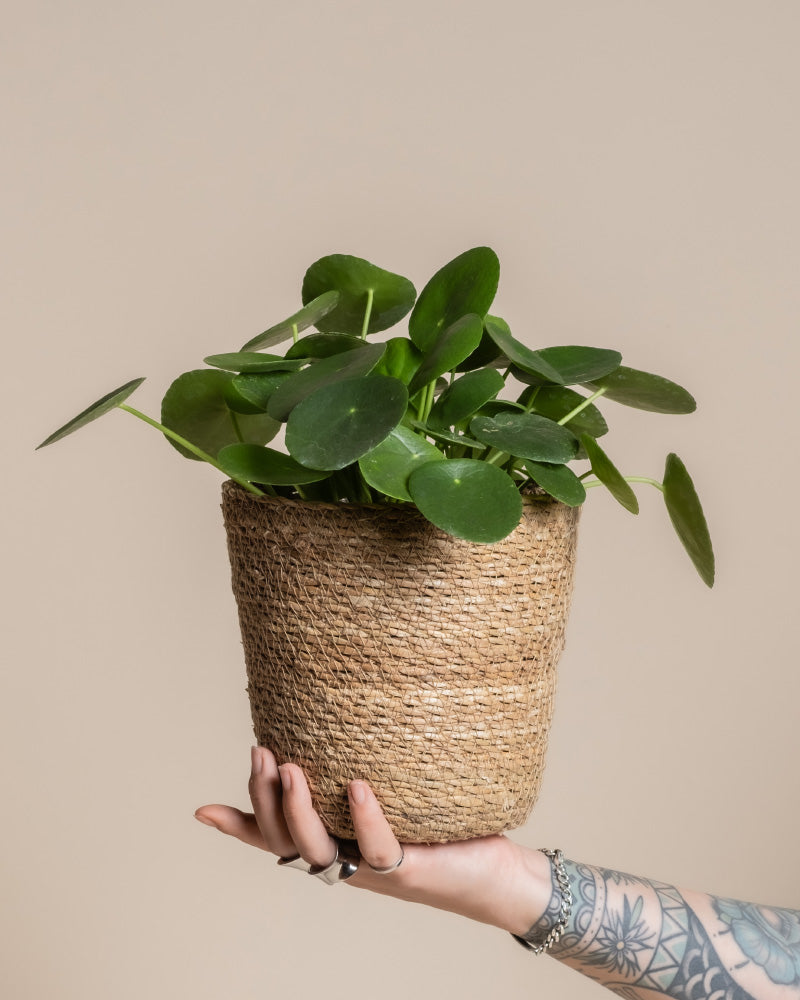 Eine tätowierte Hand hält eine getopfte Pilea peperomioides in einem wasserdichten Pflanzkorb aus Seegras (Kesat | 16 cm ⌀) vor einem schlichten beigen Hintergrund.